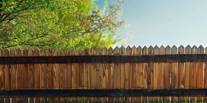 A Garden Fence and The Neighbor's Tree