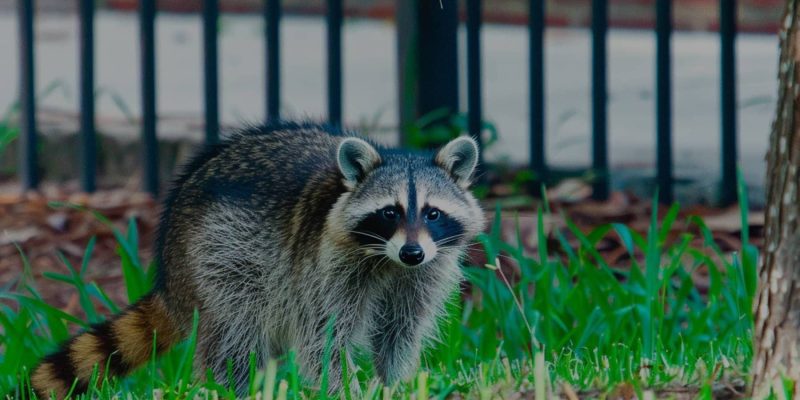 A Raccoon in The Backyard